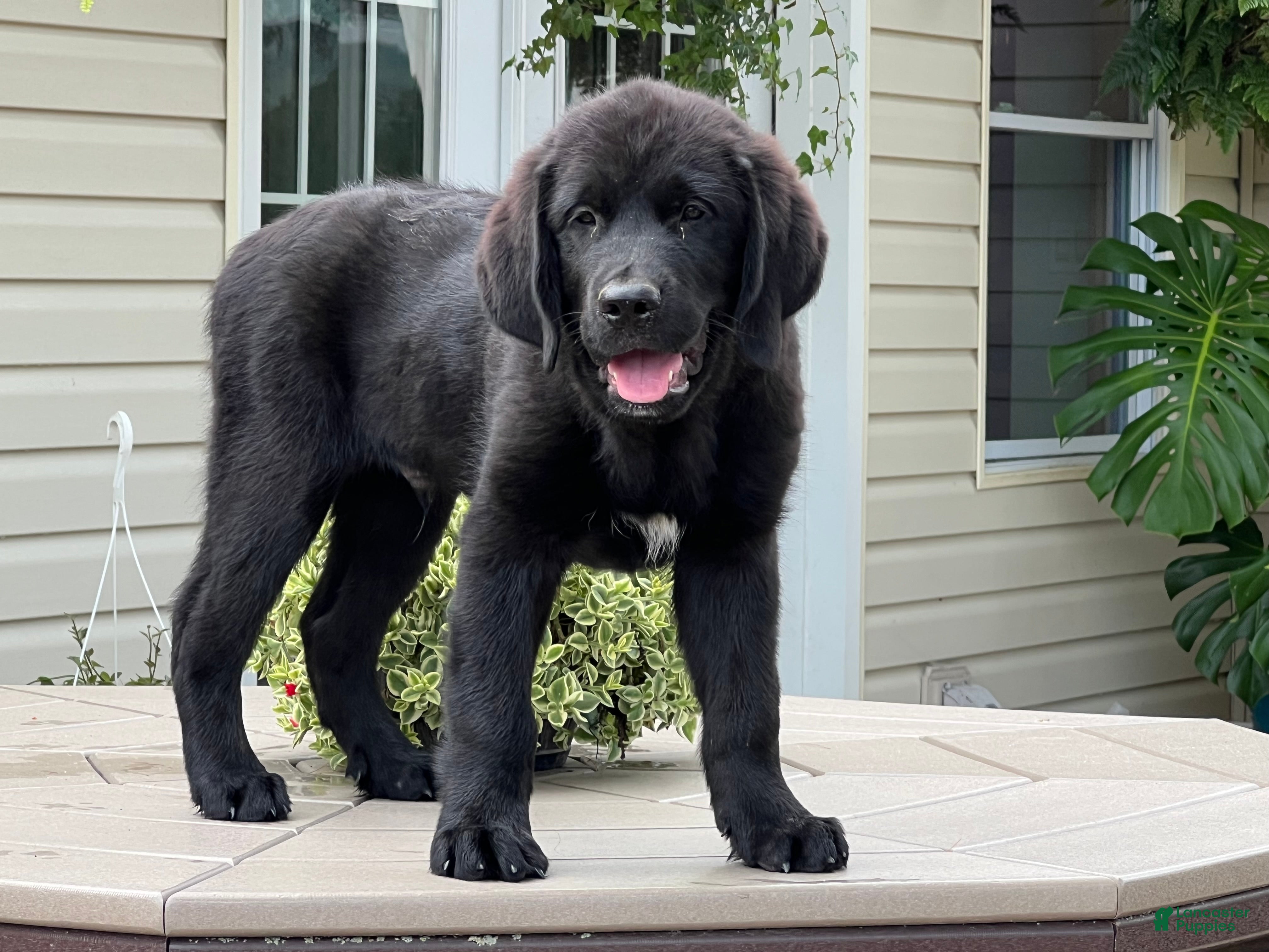 Mixed Breed dogs Midnight  - Ad 1