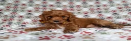Cockapoo dogs for sale: Marcus - Ad 4