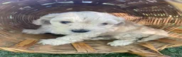 Cavapoo dogs for sale: Cavapoo 1 - Ad 6