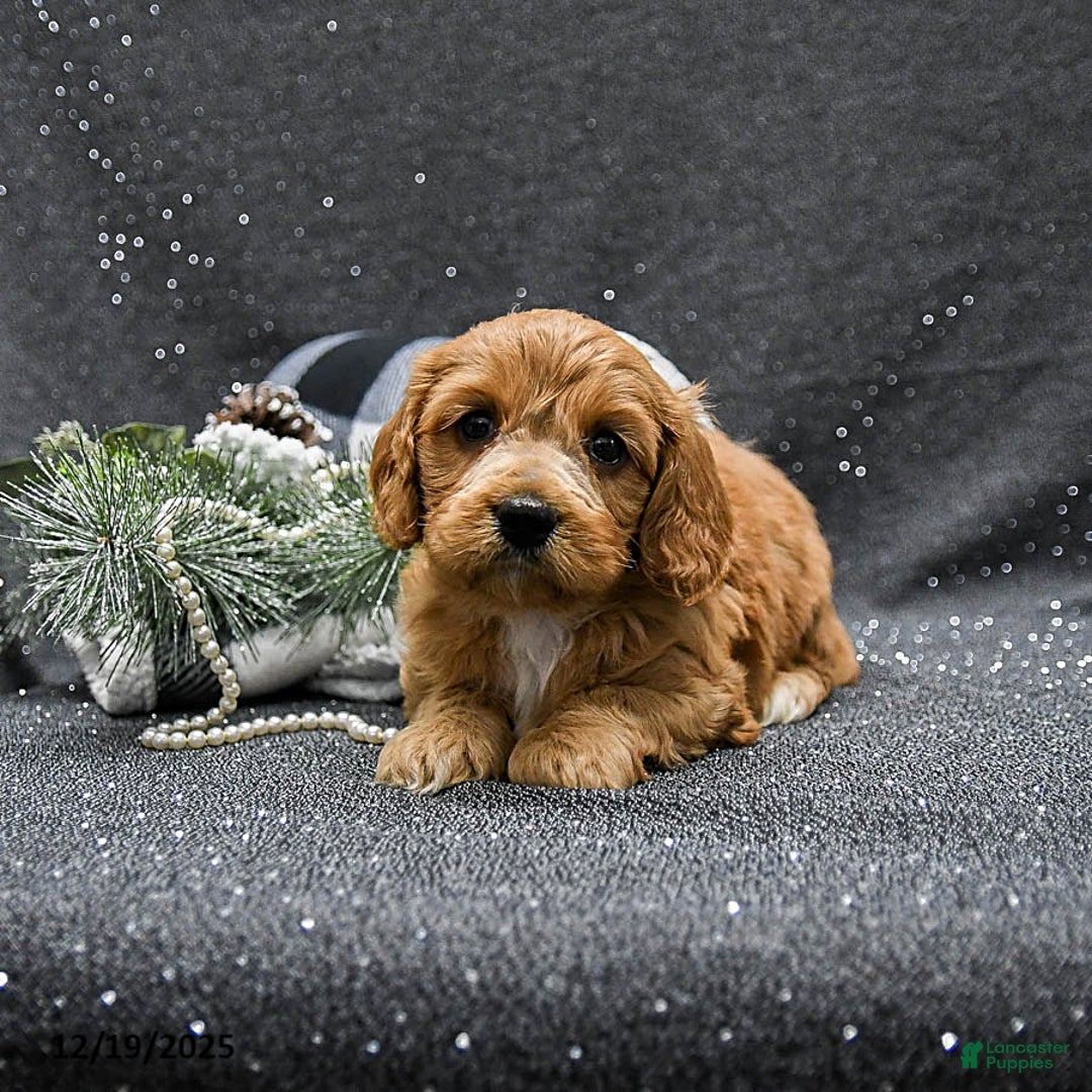 Cavapoo dogs for sale: Poppy - Ad 1