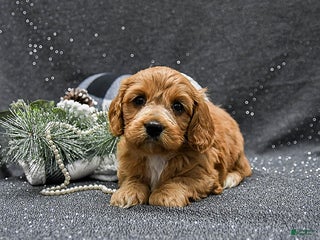 Cavapoo dogs Poppy - Ad 5