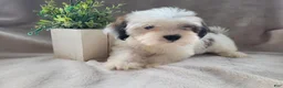 Lhasapoo dogs for sale: Little PiraTess - Ad 6