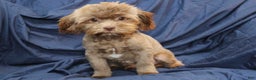 Shihpoo dogs for sale: Austin - Ad 5
