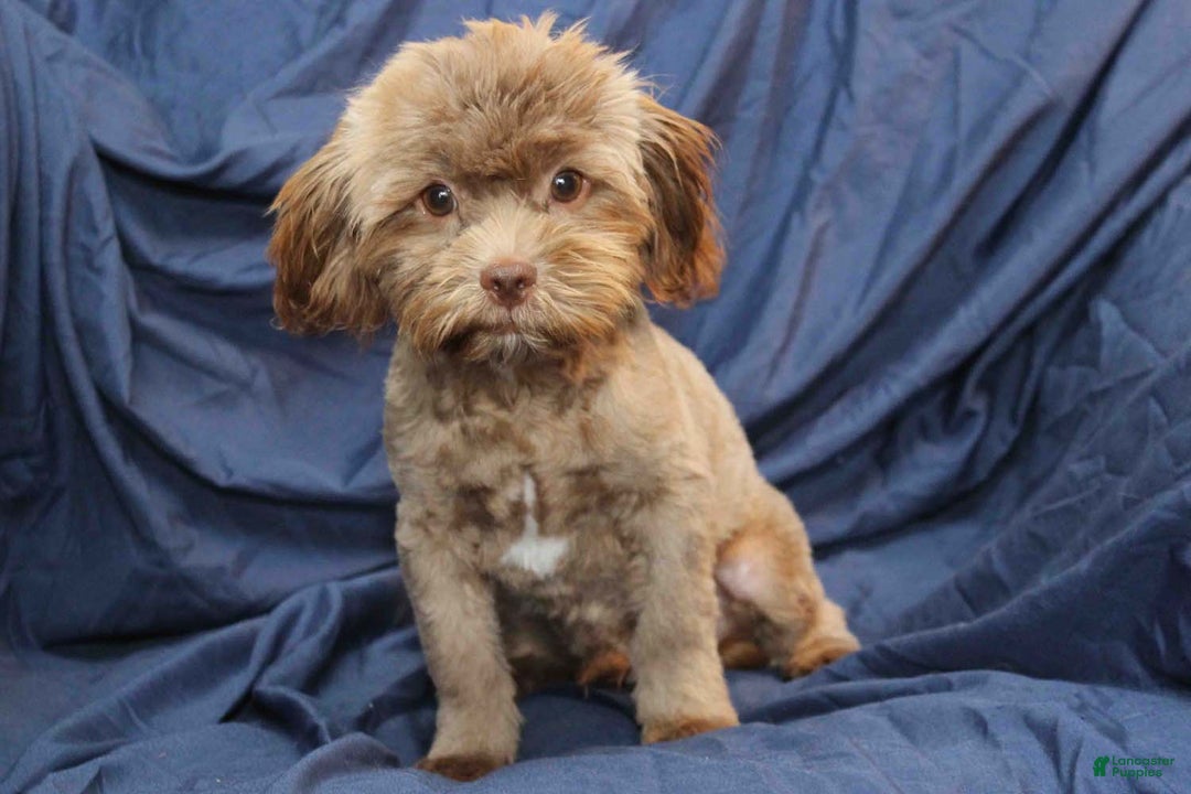 Shihpoo dogs for sale: Austin - Ad 5