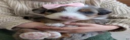 Mini Bernedoodle dogs for sale: Mini Indy  - Ad 20