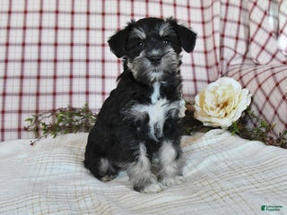 Miniature Schnauzer dogs Bella - Ad 27