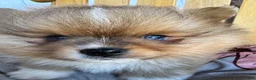 Pomeranian dogs for sale: AKC Red Teddy Pom  - Ad 8