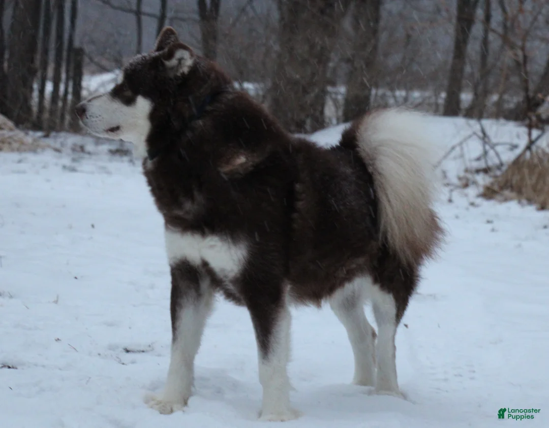 Alaskan Malamute dogs for sale: Josey - Ad 3