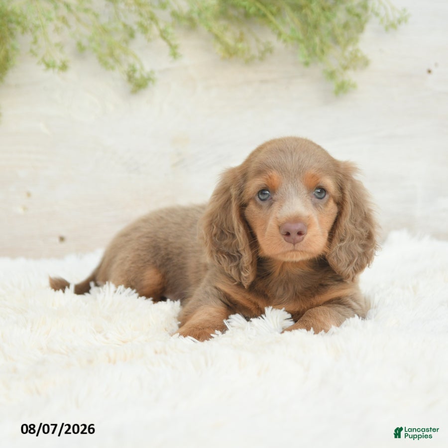 Miniature Dachshund dogs Luka - Ad 2