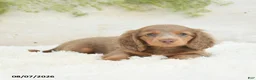 Miniature Dachshund dogs for sale: Luka - Ad 2