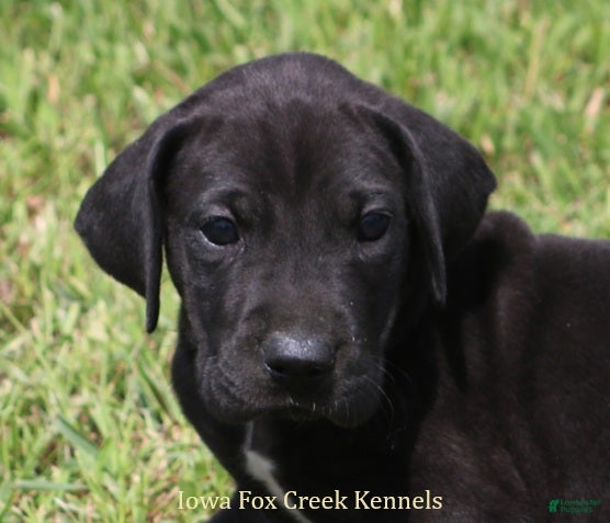 Great Dane dogs Sadie - Ad 8