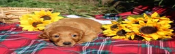 Mixed Breed dogs for sale: Daisy - Irish Goldendoodle  - Ad 9