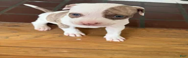 American Pit Bull Terrier Puppy 1 (Rylo) 
