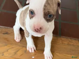 American Pit Bull Terrier dogs American Pit Bull Terrier Puppy 1 (Rylo) - Ad 29