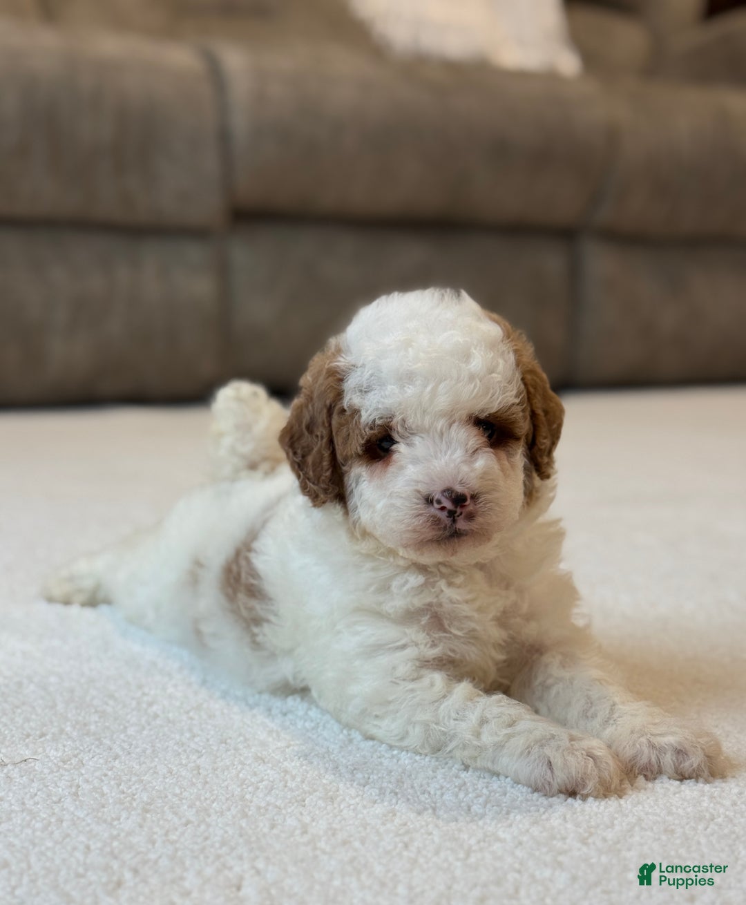 Miniature Poodle dogs for sale: Jasper  - Ad 5