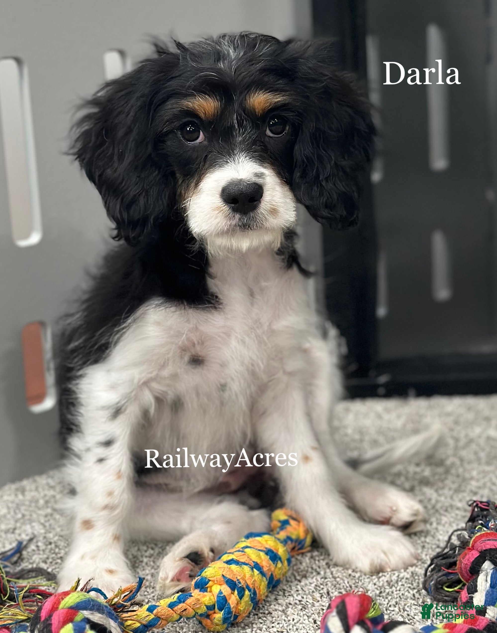 Cavapoo dogs for sale: Darla - Ad 3