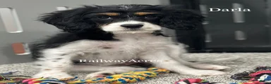 Darla