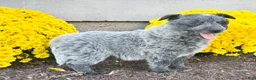 Australian Cattle Dog dogs for sale: Drew - Ad 3
