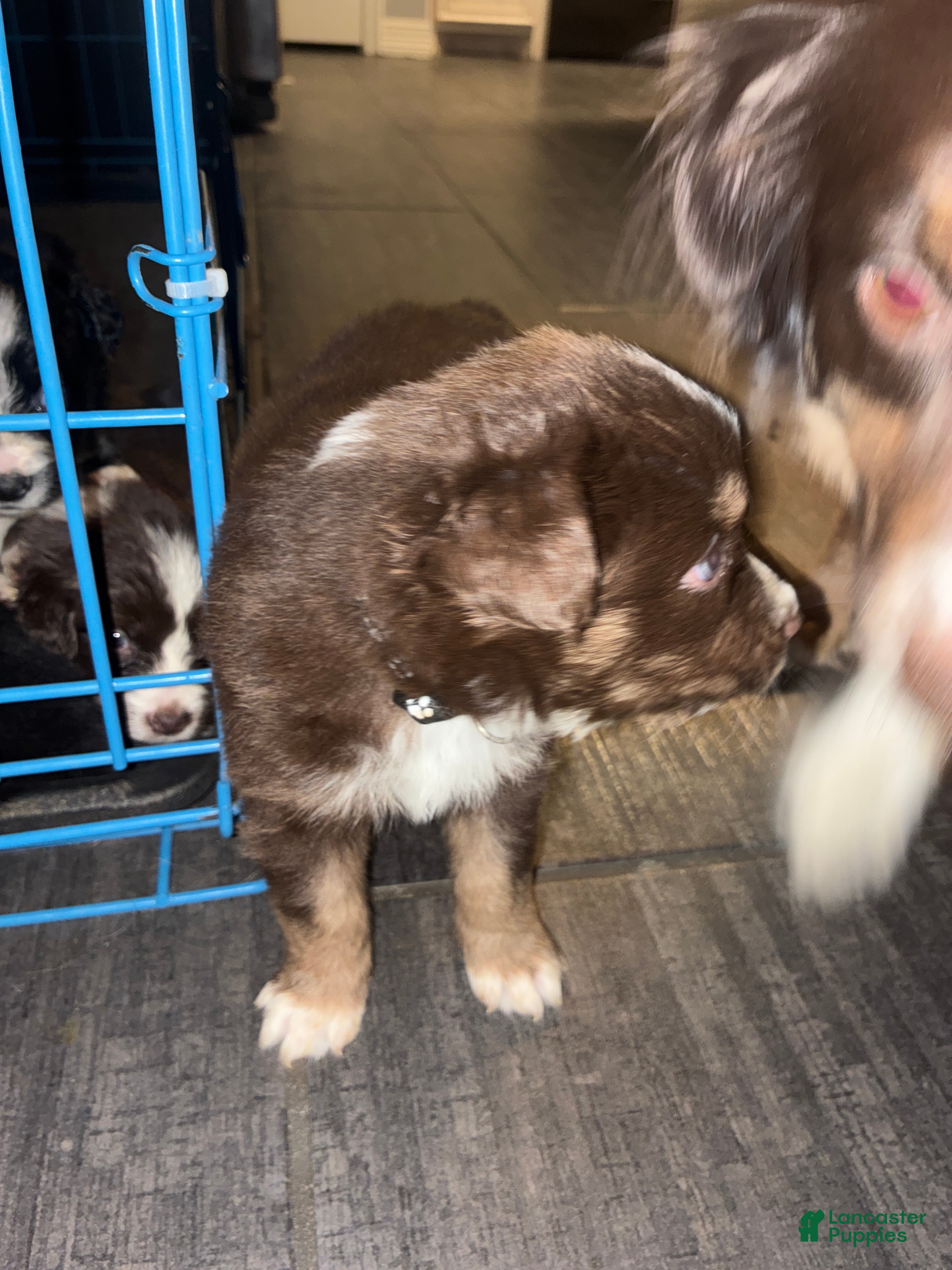 Miniature Australian Shepherd dogs Miniature Australian Shepherd Puppy 2 - Ad 14