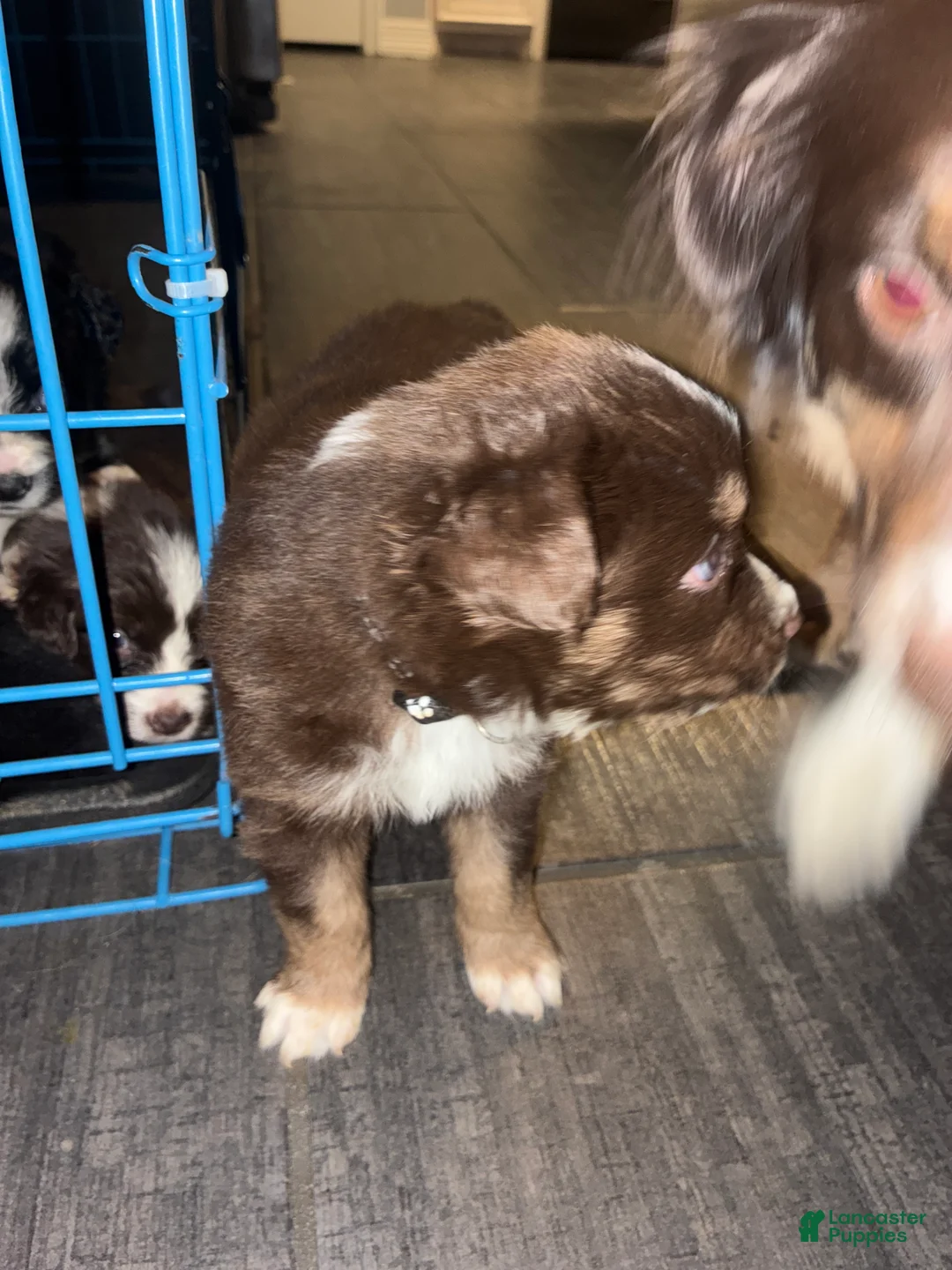 Miniature Australian Shepherd dogs for sale: Miniature Australian Shepherd Puppy 2 - Ad 1