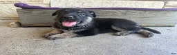 German Shepherd dogs for sale: May - Ad 3
