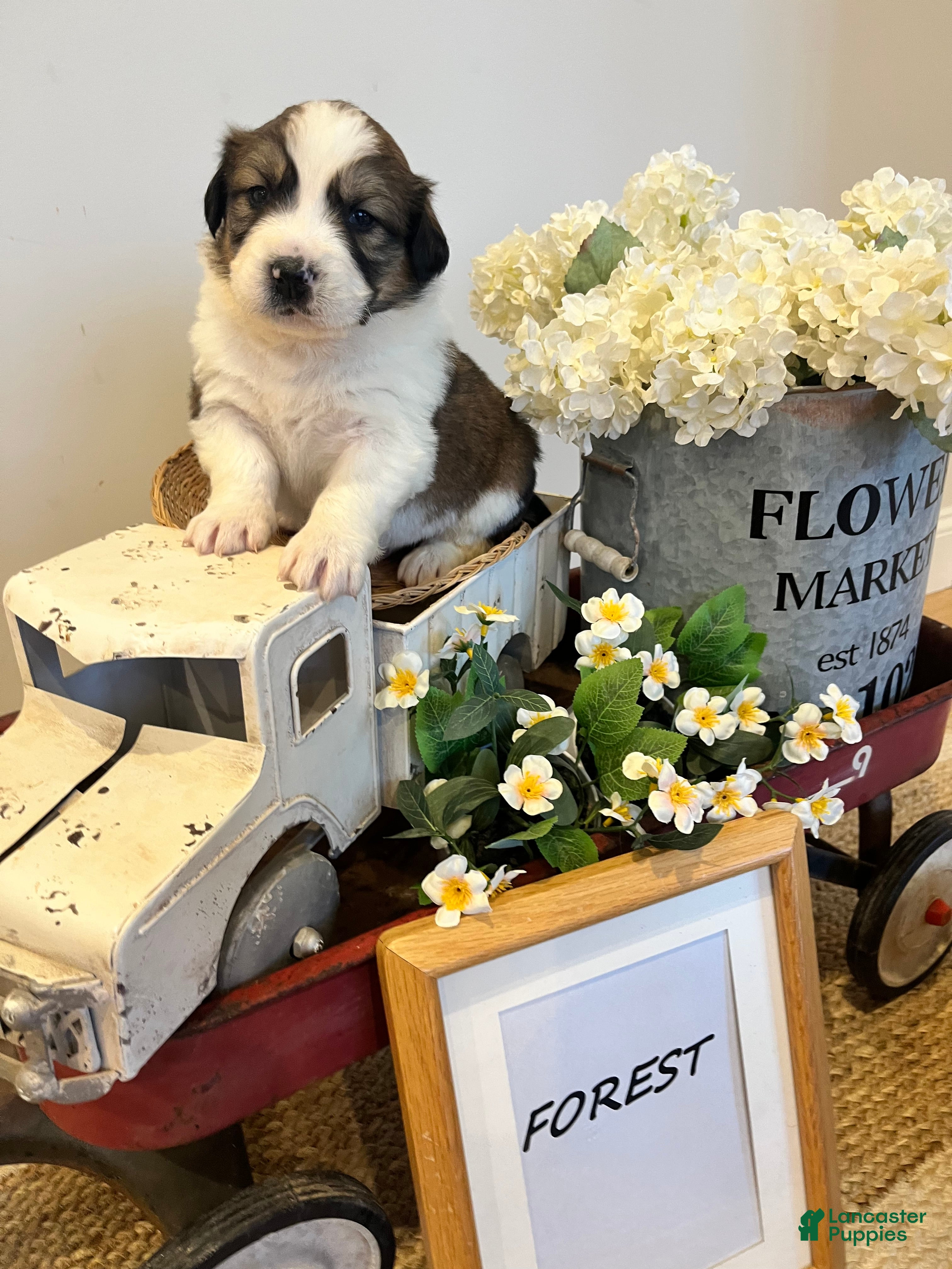 Mixed Breed dogs River  - Ad 39