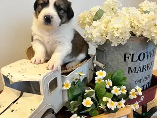 Mixed Breed dogs River - Ad 39