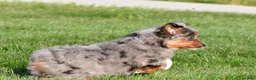 Miniature Australian Shepherd dogs for sale: Austin - Ad 9