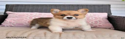 Welsh Corgi Pembroke dogs for sale: Mocha - Ad 5