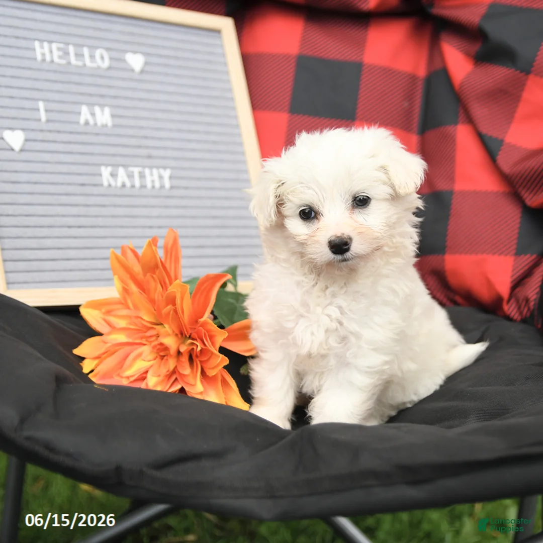 Eskipoo dogs for sale: Kathy - Ad 3