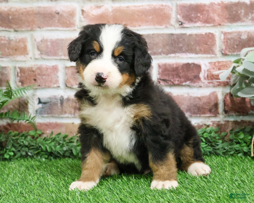 Bernese Mountain Dog dogs for sale: Nutcracker  - Ad 5