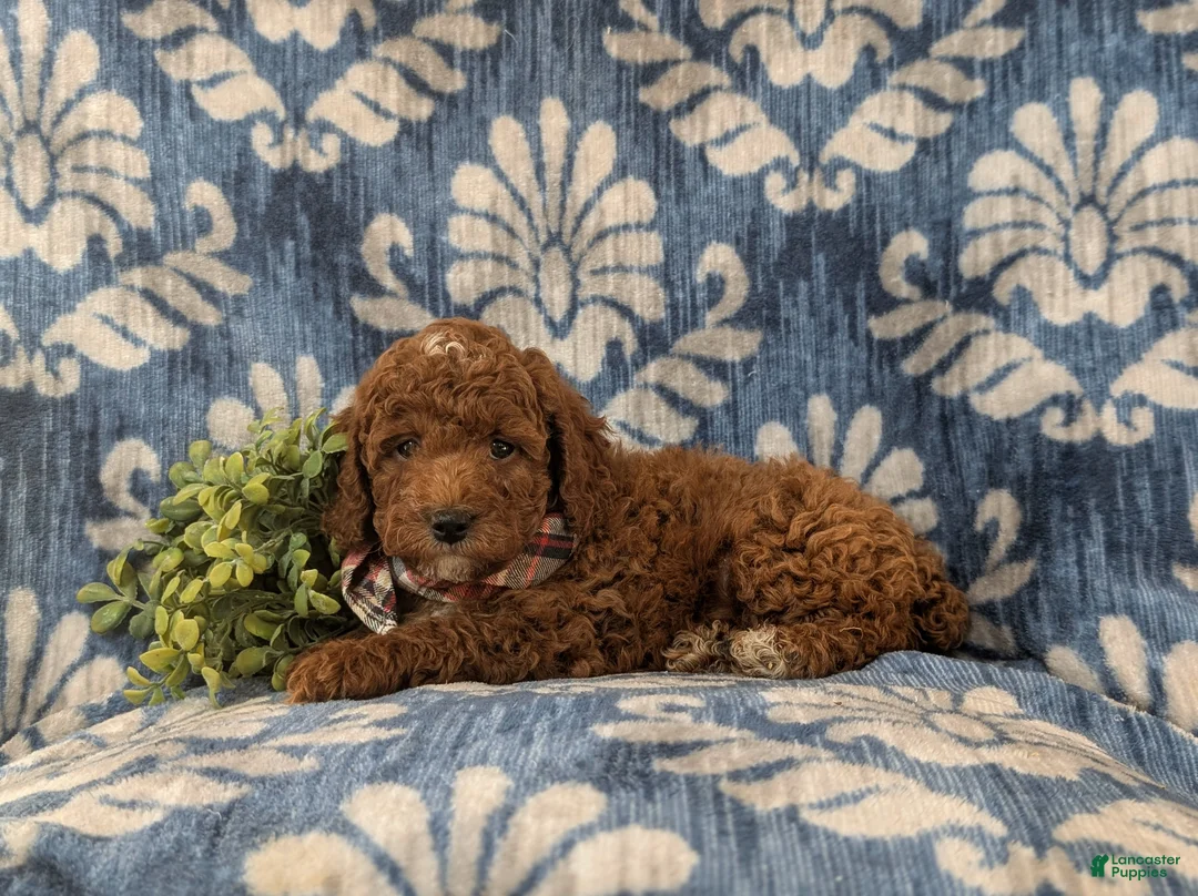 Miniature Poodle dogs for sale: Dameon 10 lbs Full Grown - Ad 7