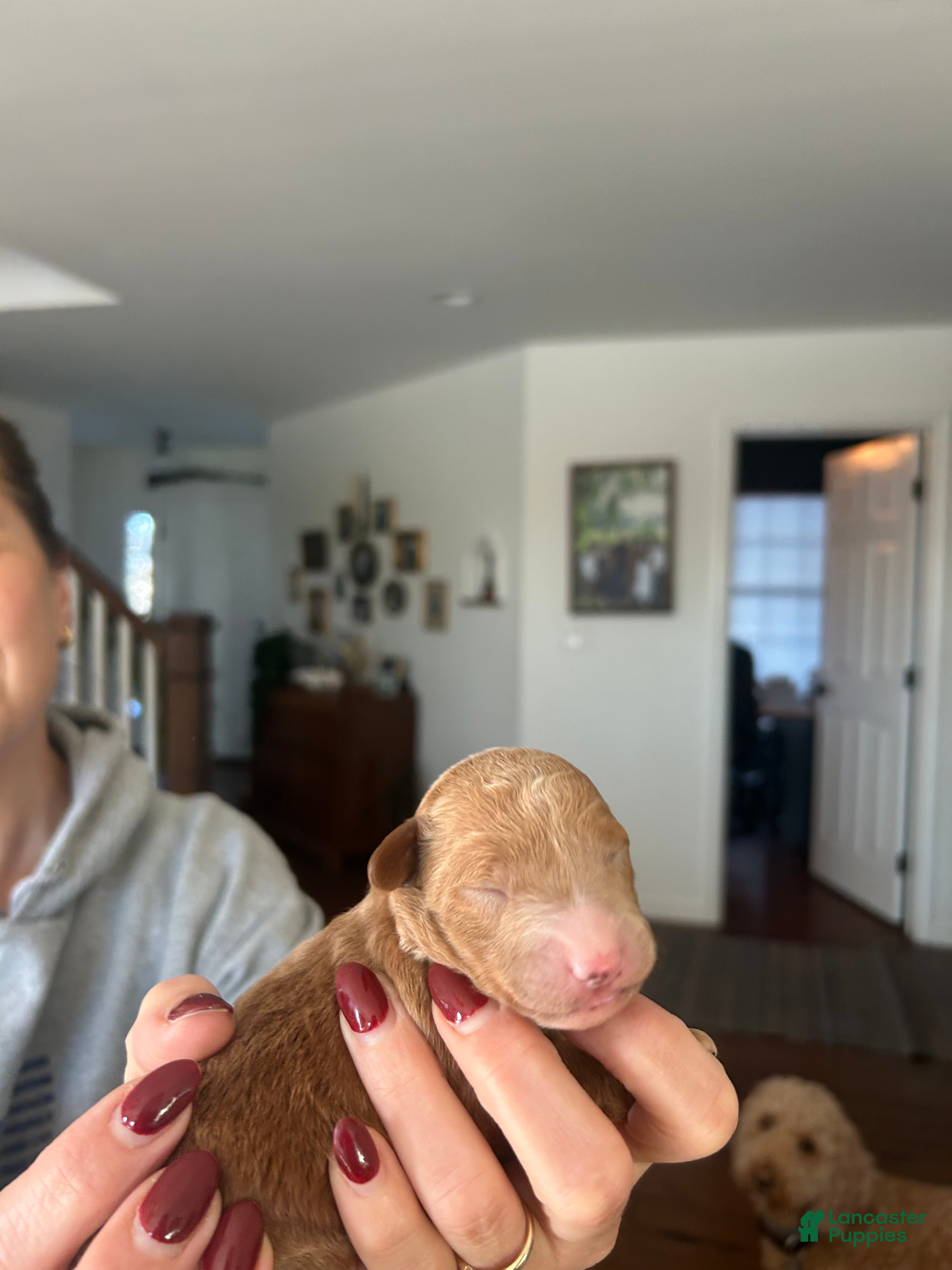 Mini Bernedoodle dogs Mini Bernedoodle Puppy 2 - Ad 2