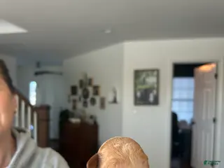 Mini Bernedoodle dogs Mini Bernedoodle Puppy 2 - Ad 2