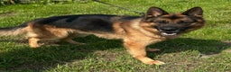 German Shepherd dogs for sale: MAX - Ad 5