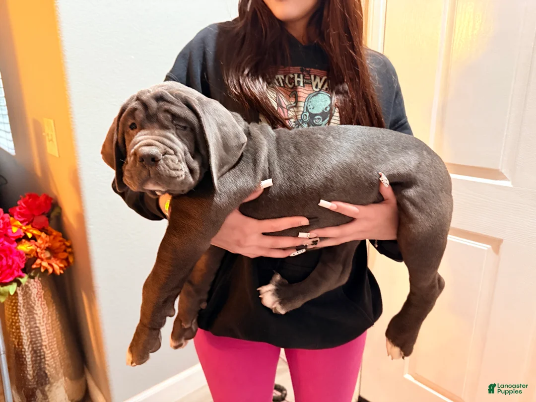 Mixed Breed dogs for sale: Mixed Breed Puppy 2 - Ad 6