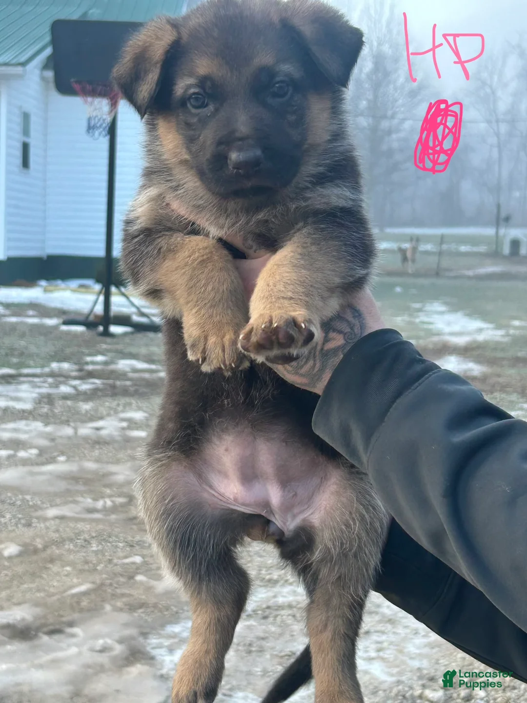 German Shepherd dogs for sale: German Shepherd Puppy 5 - Ad 1