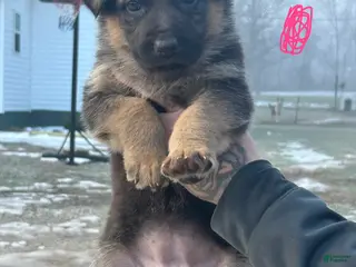 German Shepherd dogs German Shepherd Puppy 5 - Ad 29