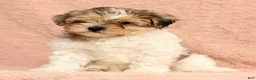 Yorkiepoo dogs for sale: Sadie - Ad 6