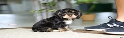 Cocker Spaniel dogs for sale: Hazel - Ad 4