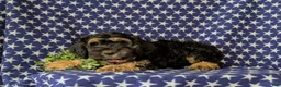 Cockapoo dogs for sale: Augustus - Ad 6