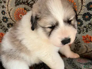 Great Pyrenees dogs Great Pyrenees Puppy 4 - Ad 21