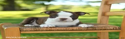 Boston Terrier dogs for sale: Terrance - Ad 3