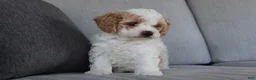 Cavapoo dogs for sale: Buddy - Ad 9