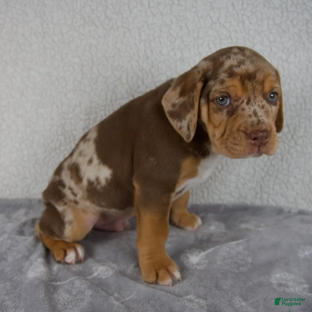 Beabull dogs for sale: Tucker - Ad 2