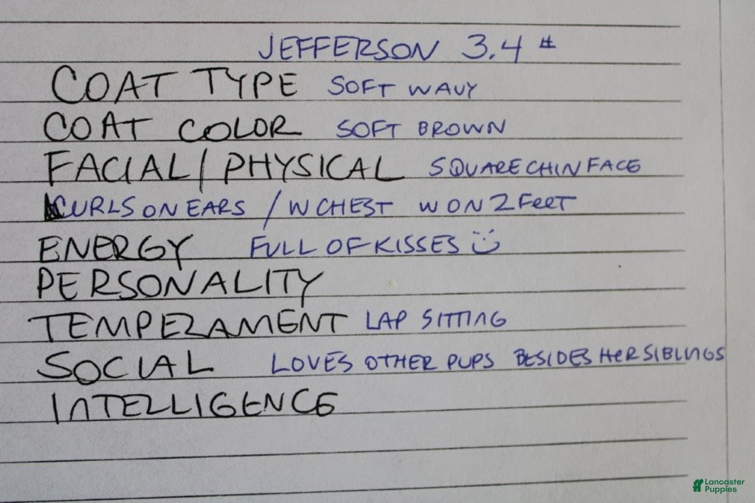 Mixed Breed dogs for sale: CavaPooChon male - JEFFERSON - Ad 5