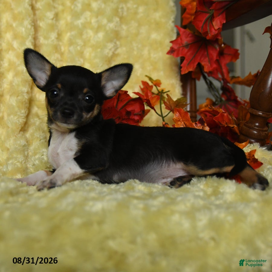 Chihuahua dogs Dewey - Ad 2