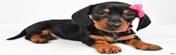 Miniature Dachshund dogs for sale: Tessa - Ad 1