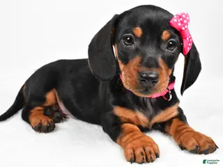 Miniature Dachshund dogs Tessa - Ad 19