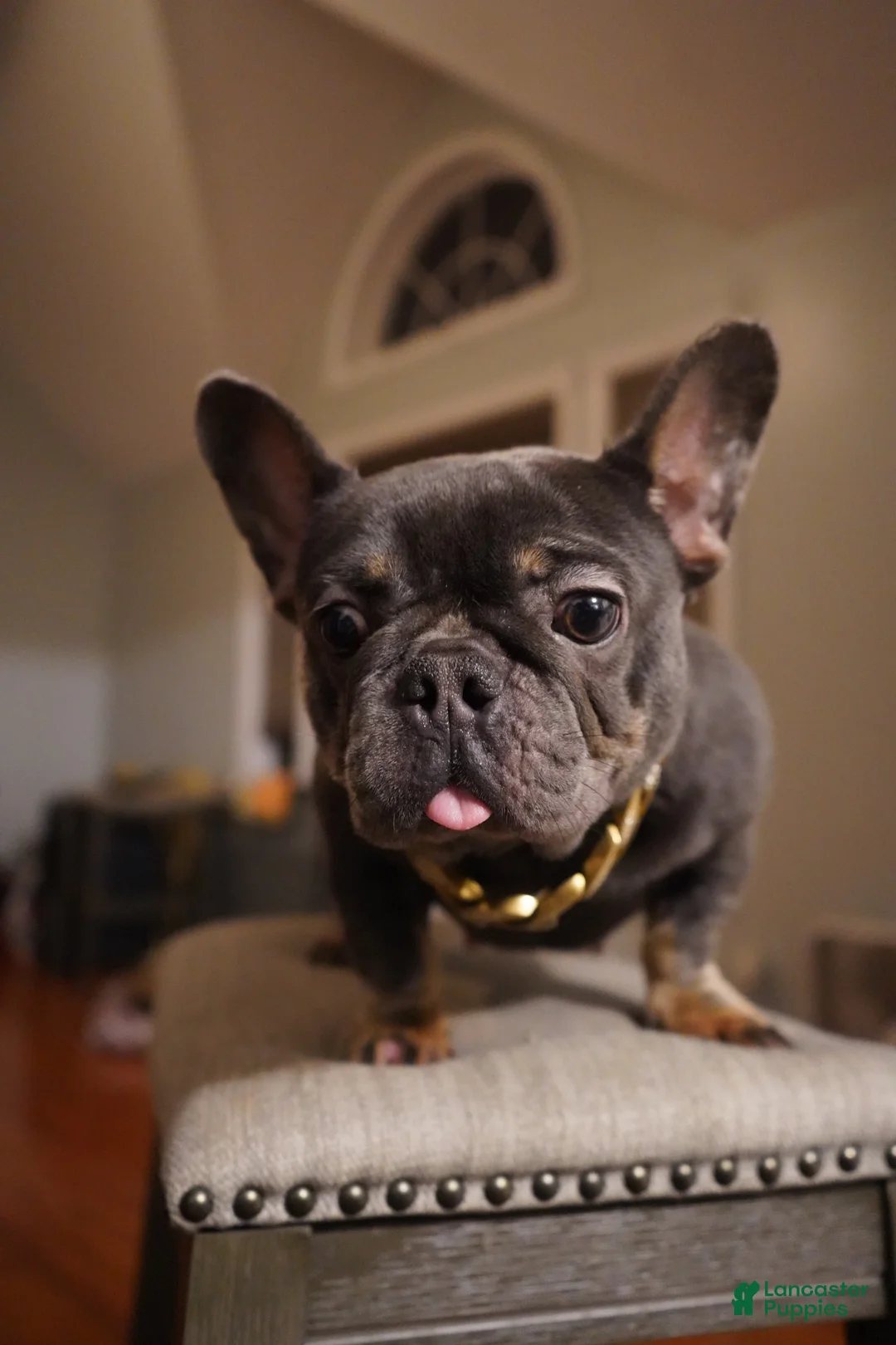French Bulldog dogs for sale: Malibu - Ad 5